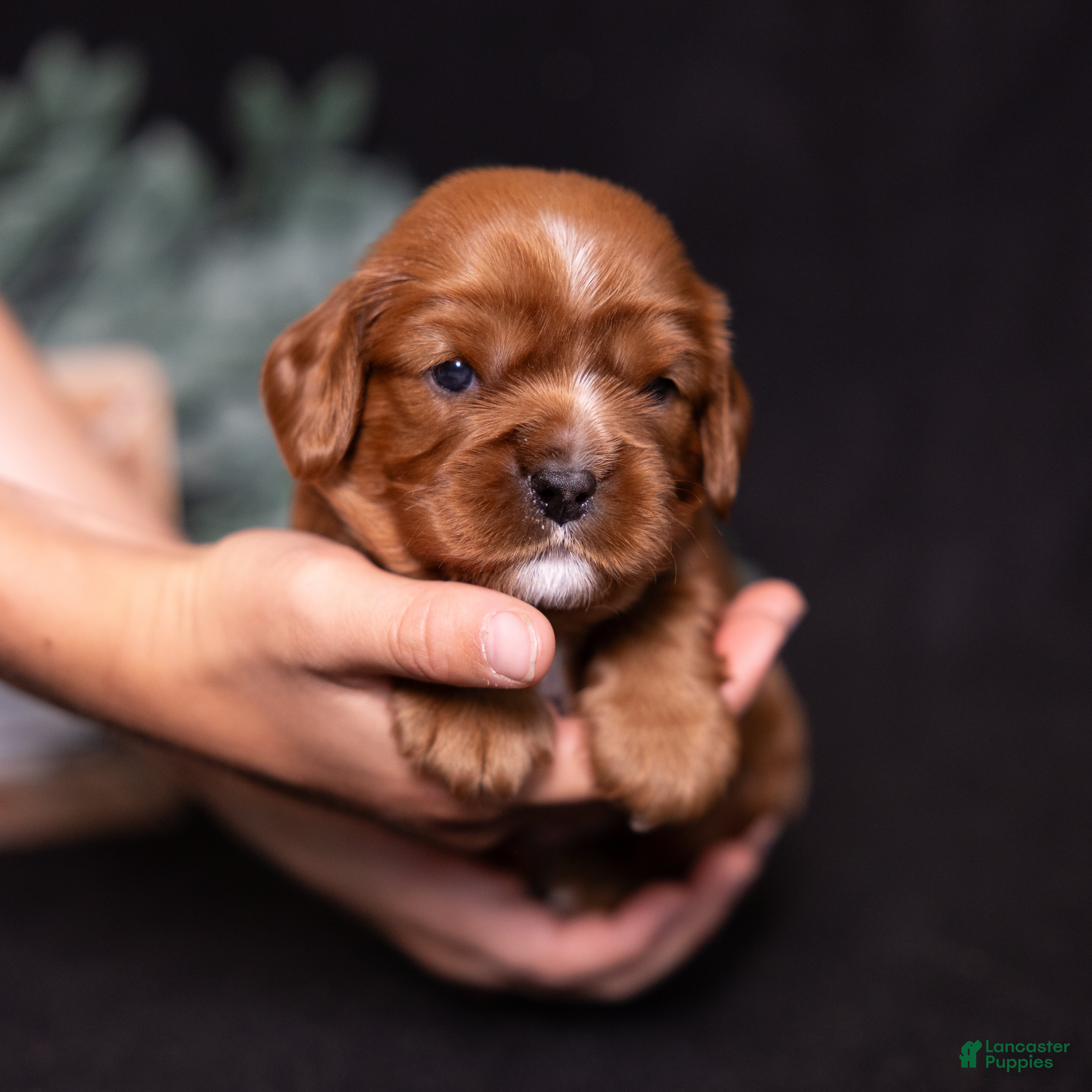 Cavalier King Charles Spaniel dogs Tyson - Ad 2