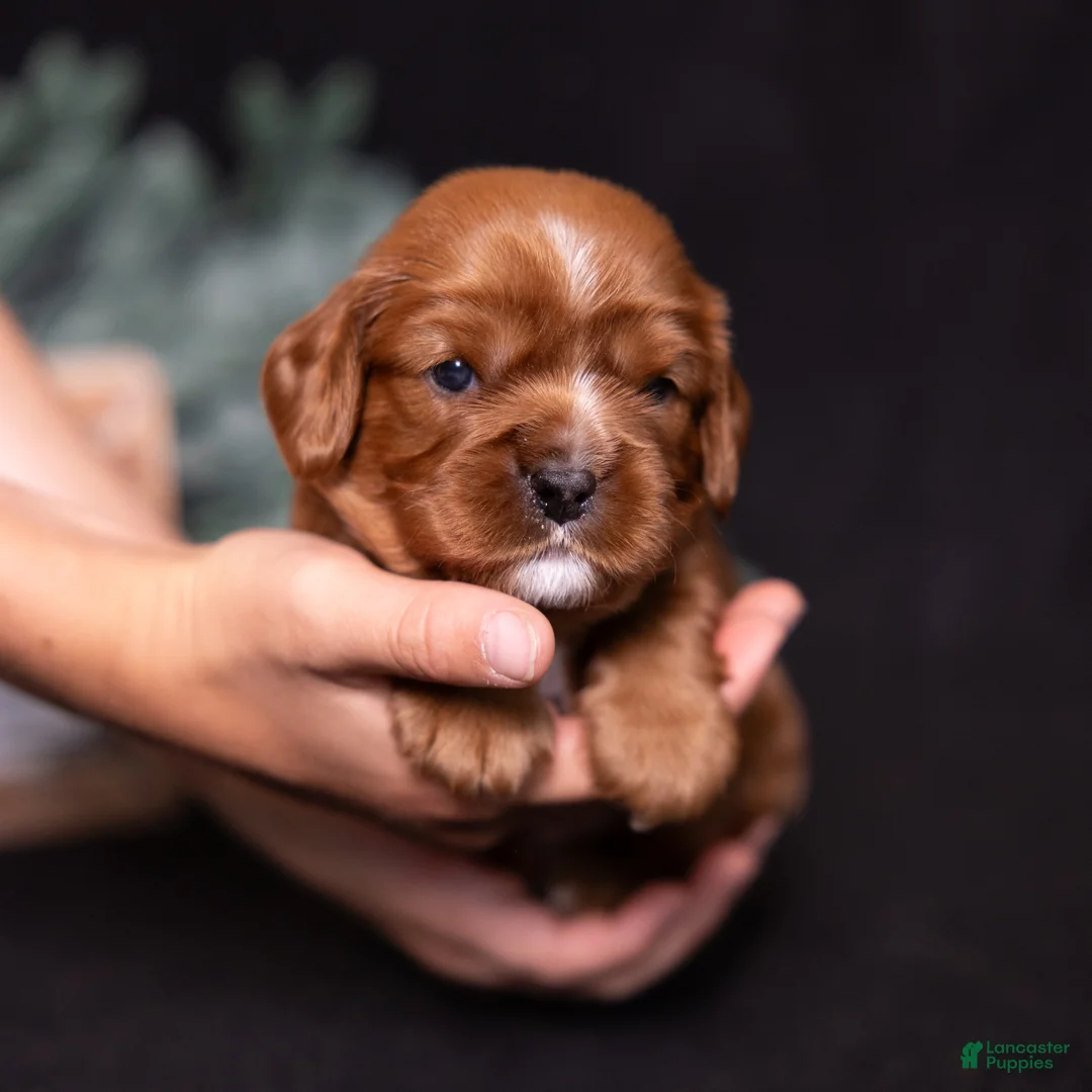 Cavalier King Charles Spaniel dogs for sale: Tyson - Ad 2