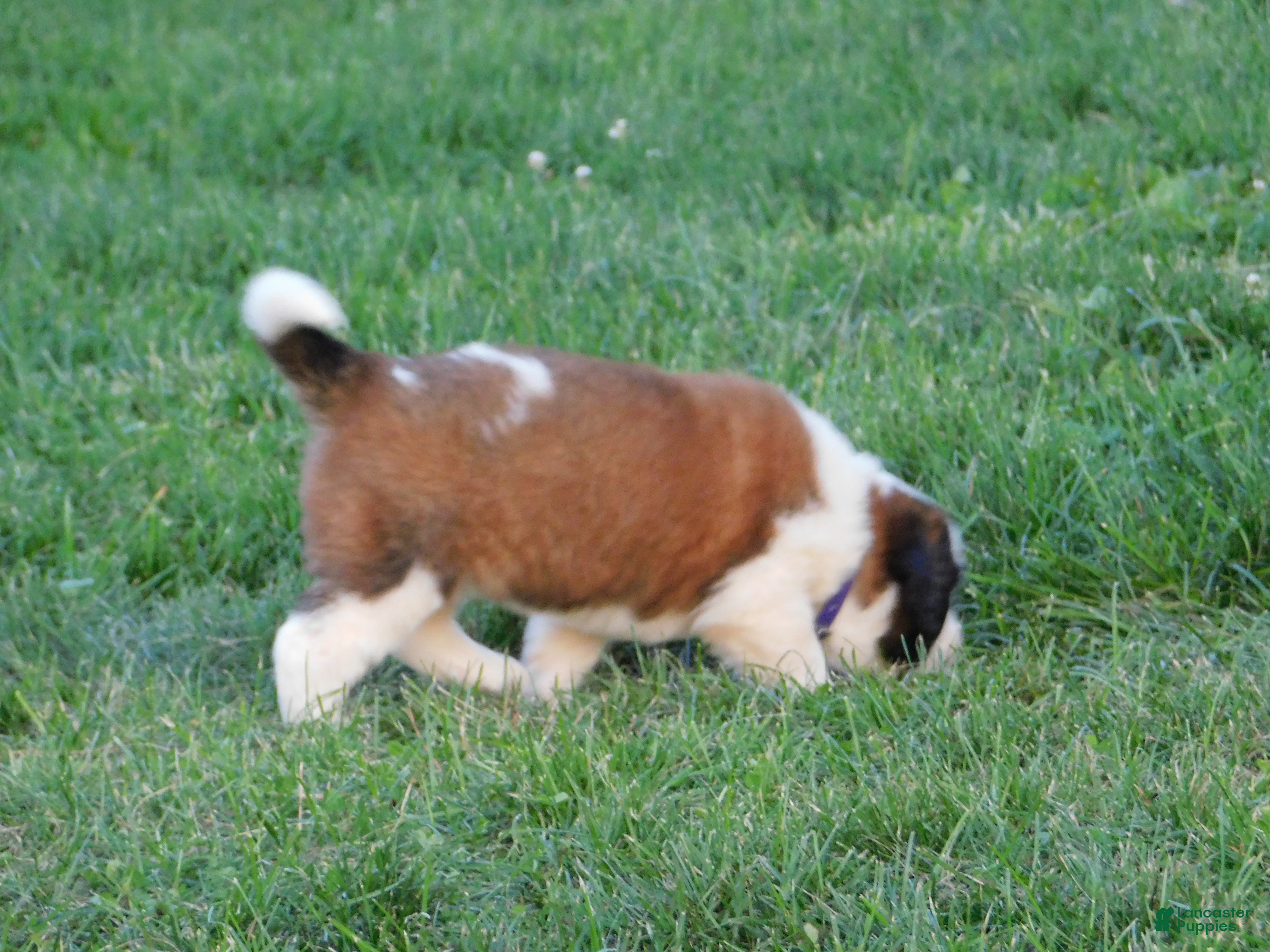 Saint Bernard dogs Pansy - Ad 2