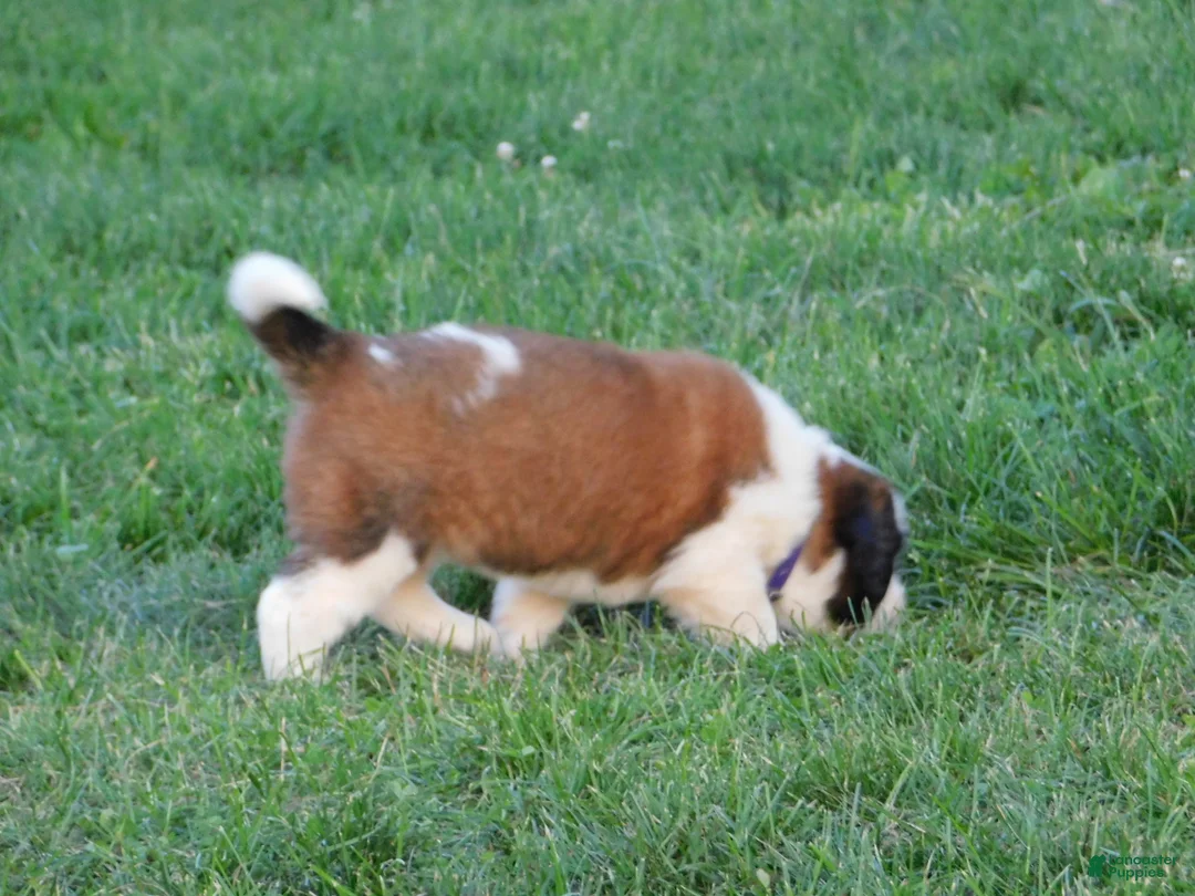Saint Bernard dogs for sale: Pansy - Ad 2