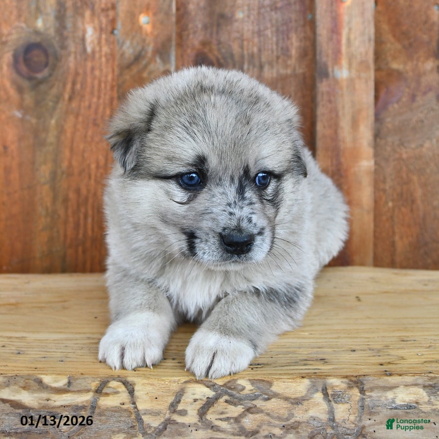 Mixed Breed dogs Penny - Ad 26