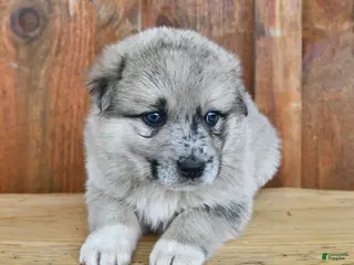 Mixed Breed dogs Penny - Ad 20