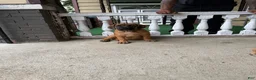 South African Boerboels dogs for sale: LGK NALA  - Ad 3