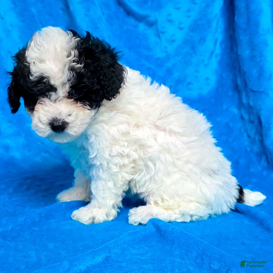 Mixed Breed dogs for sale: Daisy - Ad 3