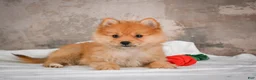 Pomeranian dogs for sale: FLOWER - Ad 4
