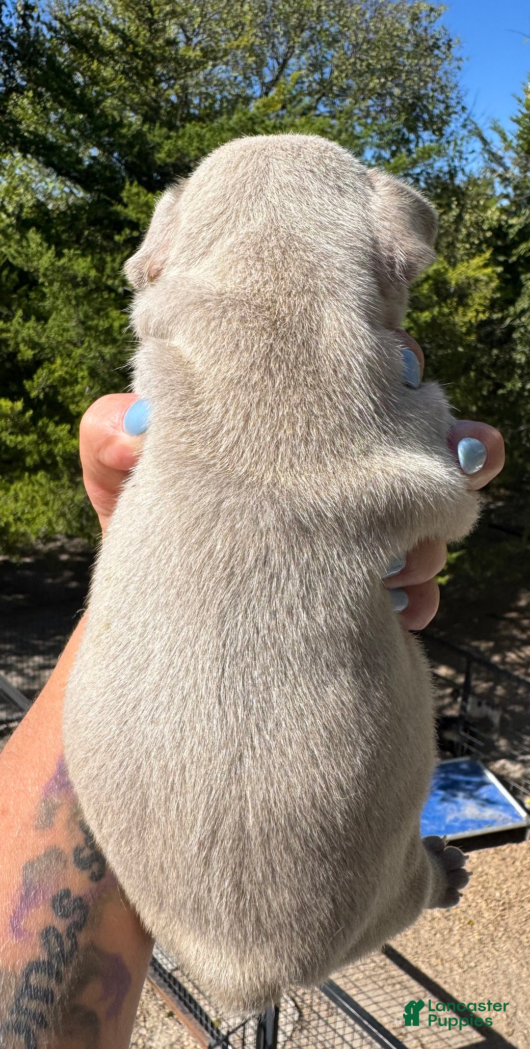 French Bulldog dogs for sale: French Bulldog Puppy 1 - Ad 11