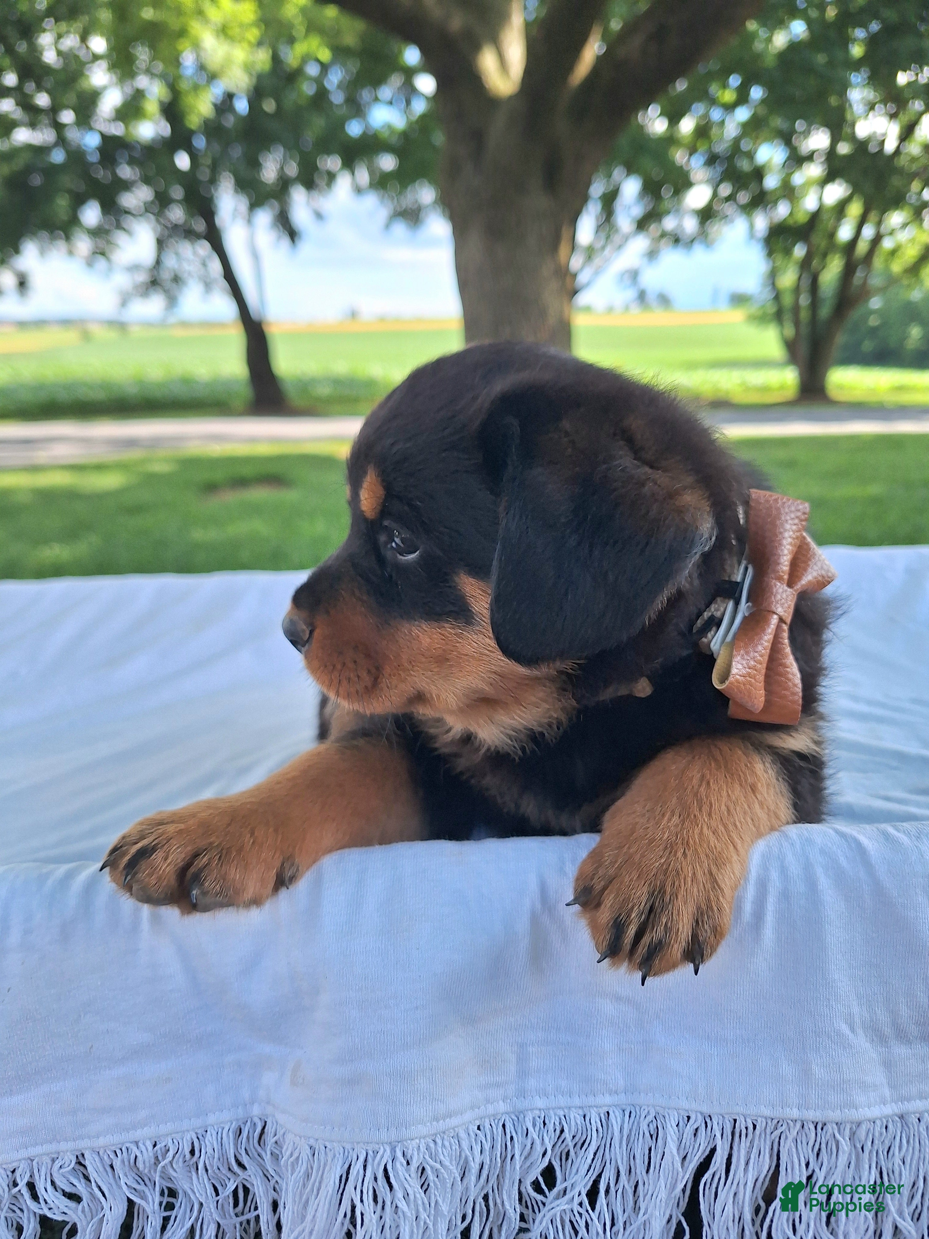 Rottweiler dogs Abigail - Ad 2