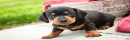 Miniature Dachshund dogs for sale: CeCe - Ad 5