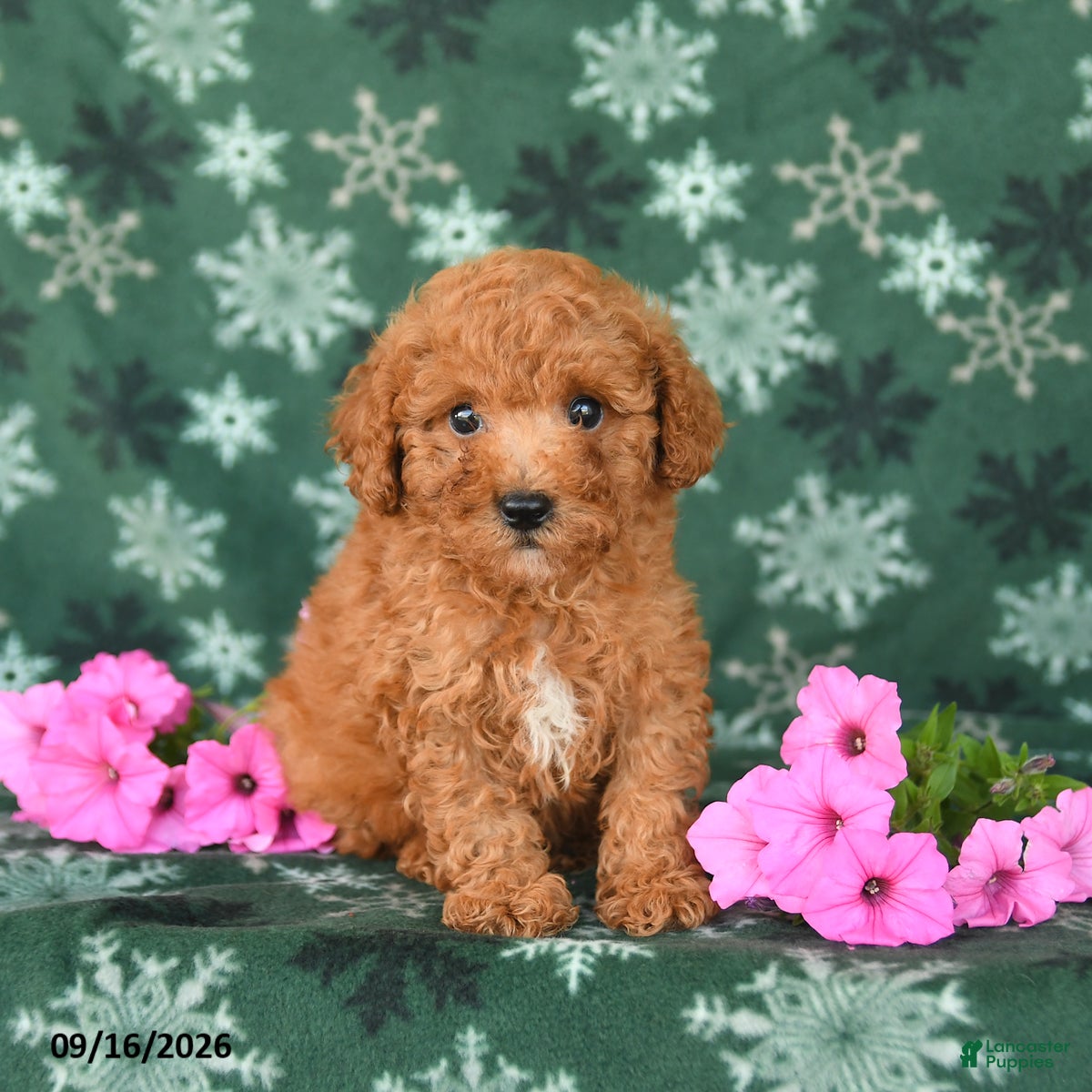 Toy Poodle dogs Tucker - Ad 1