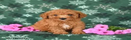 Toy Poodle dogs for sale: Tucker - Ad 1
