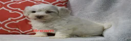 Shihpoo dogs for sale: Rayna - Ad 3