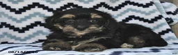 Shihpoo dogs for sale: Baxter - Ad 2