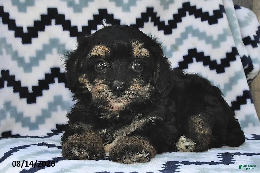 Shihpoo dogs for sale: Baxter - Ad 2