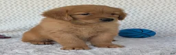 Golden Retriever dogs for sale: Charlie  - Ad 11