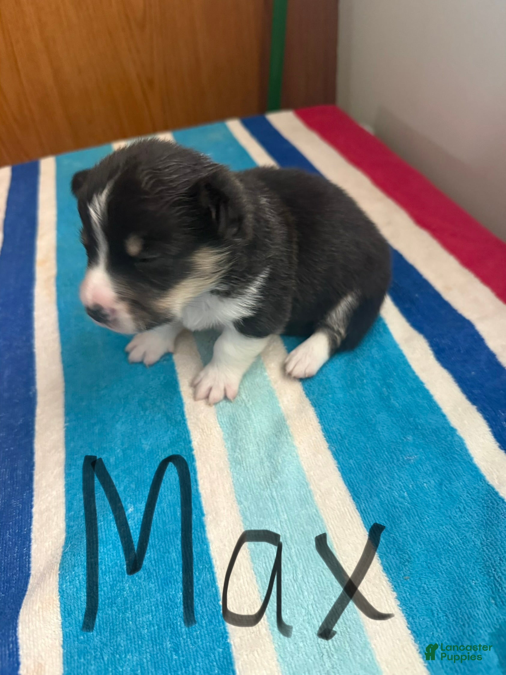 Welsh Corgi Pembroke dogs Max - Ad 16