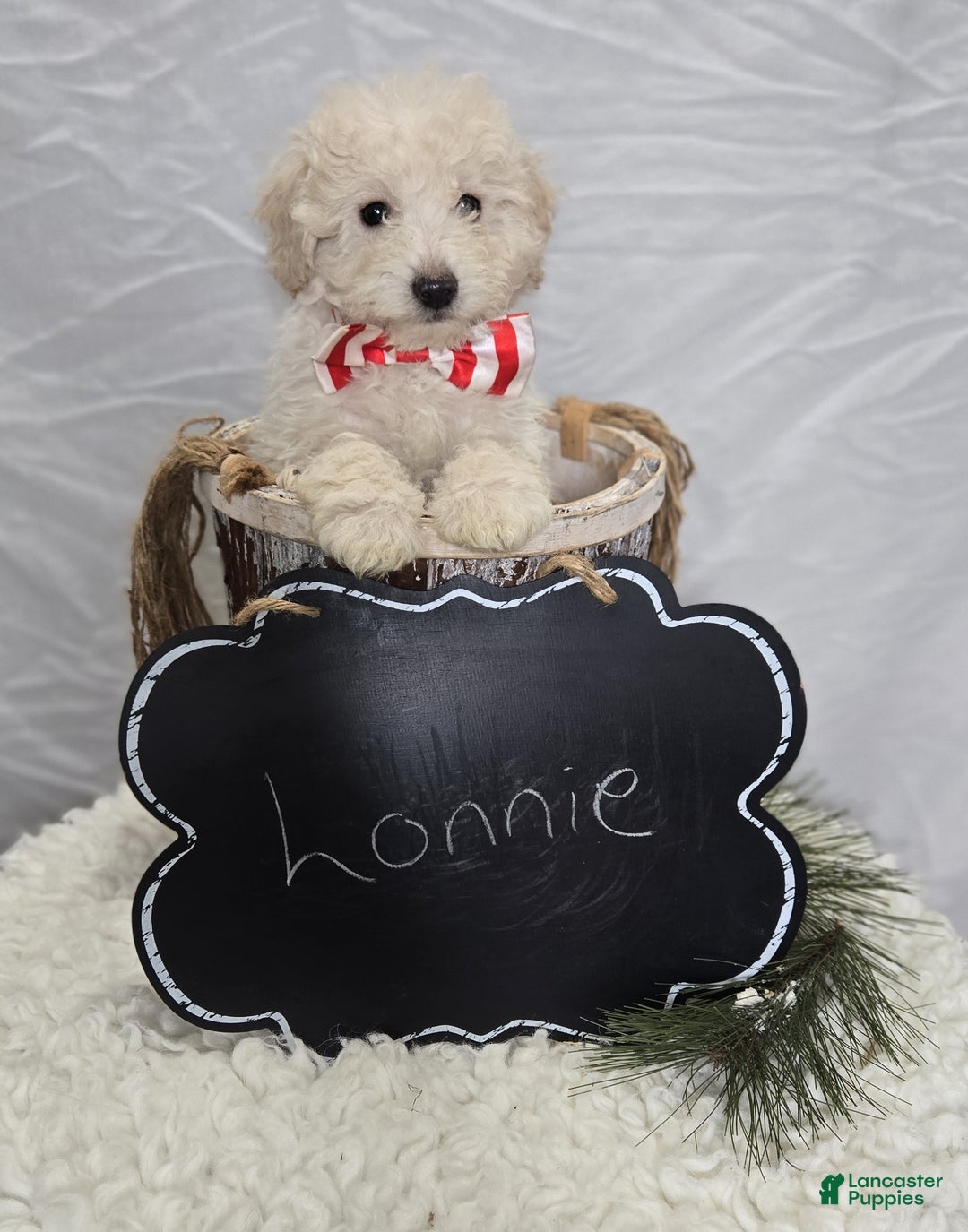 Pomapoo dogs for sale: Lonnie - Ad 5