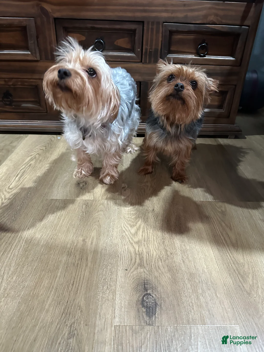 Yorkshire Terrier dogs for sale: Yorkshire Terrier Puppy 1 - Ad 6