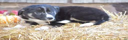 Border Collie dogs for sale: Tinker - Ad 3
