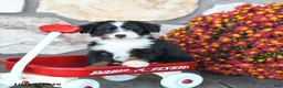 Mini Bernedoodle dogs for sale: Trixie - Ad 1