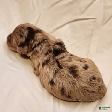 Mini Aussiedoodle dogs Ginger Female Red Merle with White Accents - Ad 1
