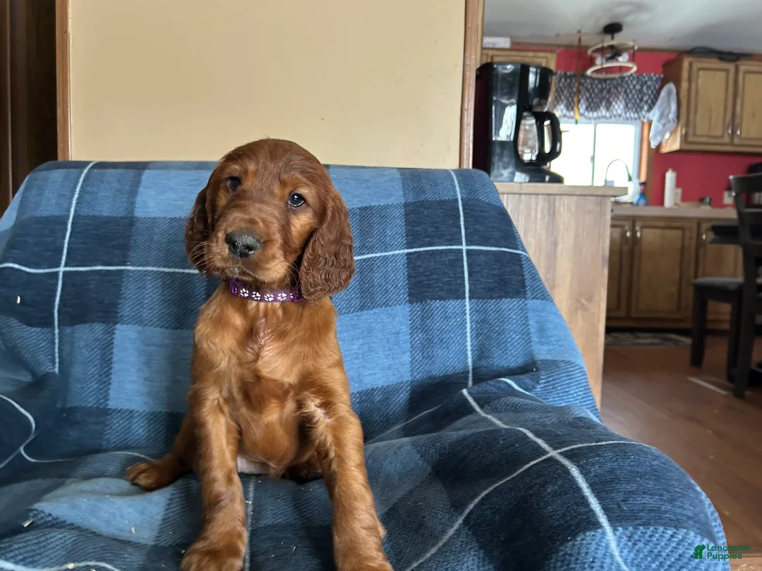 Irish Setter dogs for sale: Irish Setter female purple collar  - Ad 1