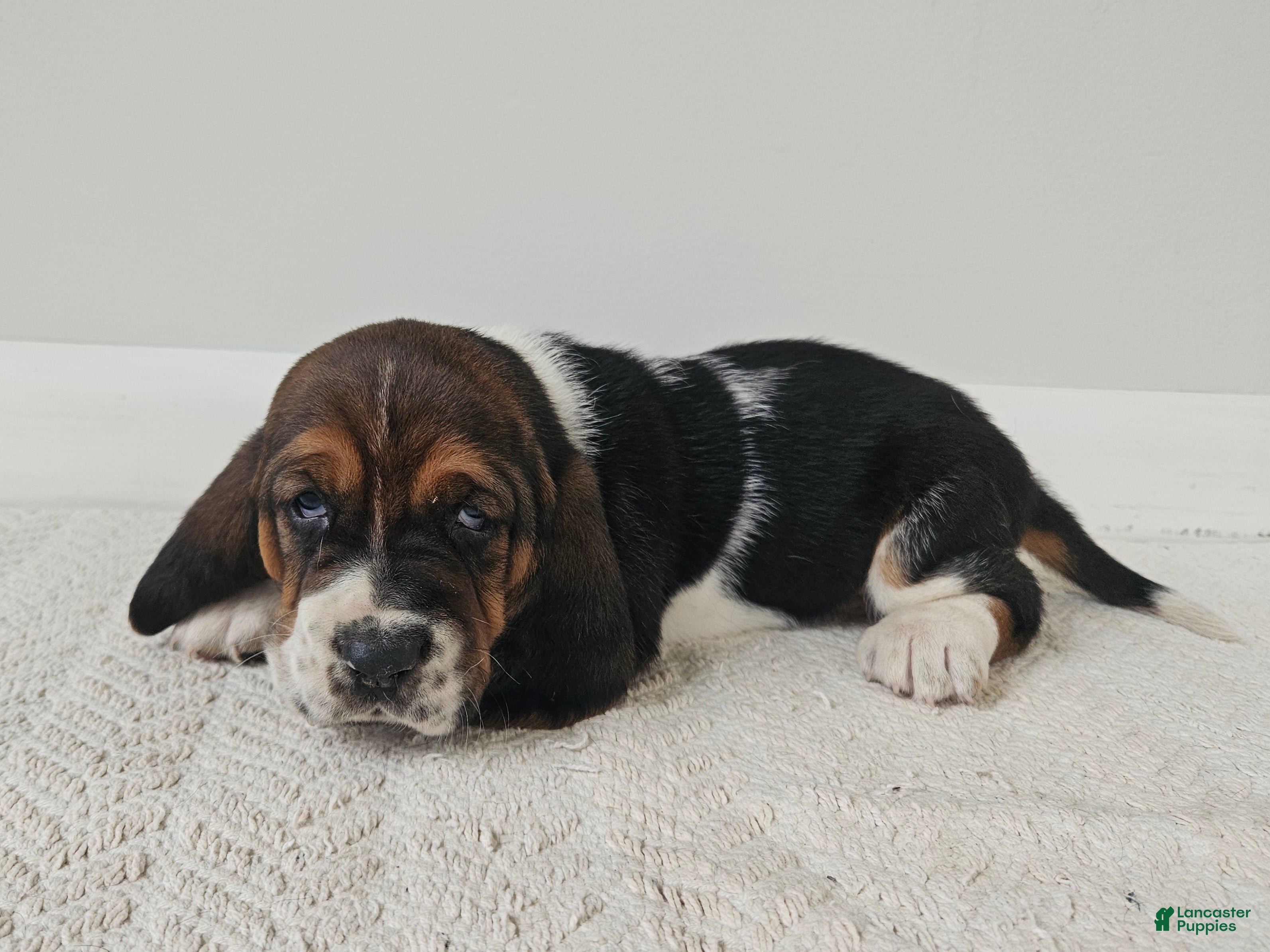 Basset Hound dogs Duke - Ad 2