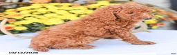 Miniature Poodle dogs for sale: Big Boy - Ad 6