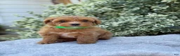 Toy Poodle dogs for sale: Pixie - Ad 9