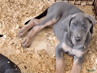 Great Dane dogs - Ad 22