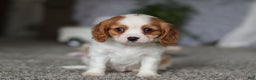 Cavalier King Charles Spaniel dogs for sale: Bandit - Ad 5