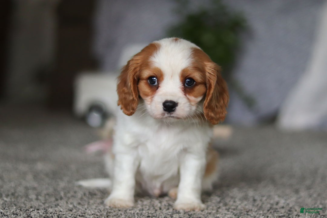 Cavalier King Charles Spaniel dogs for sale: Bandit - Ad 5