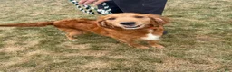 Mini Goldendoodle dogs for sale: Ace - Ad 22