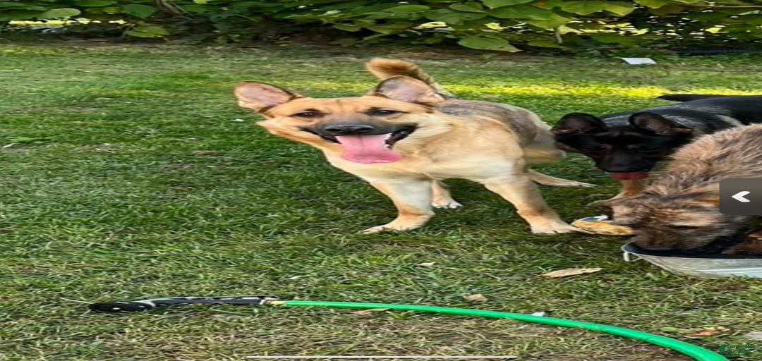 Gallery Image {{count}}