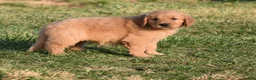 Golden Retriever dogs for sale: Daisy     Genetic/OFA - Ad 9