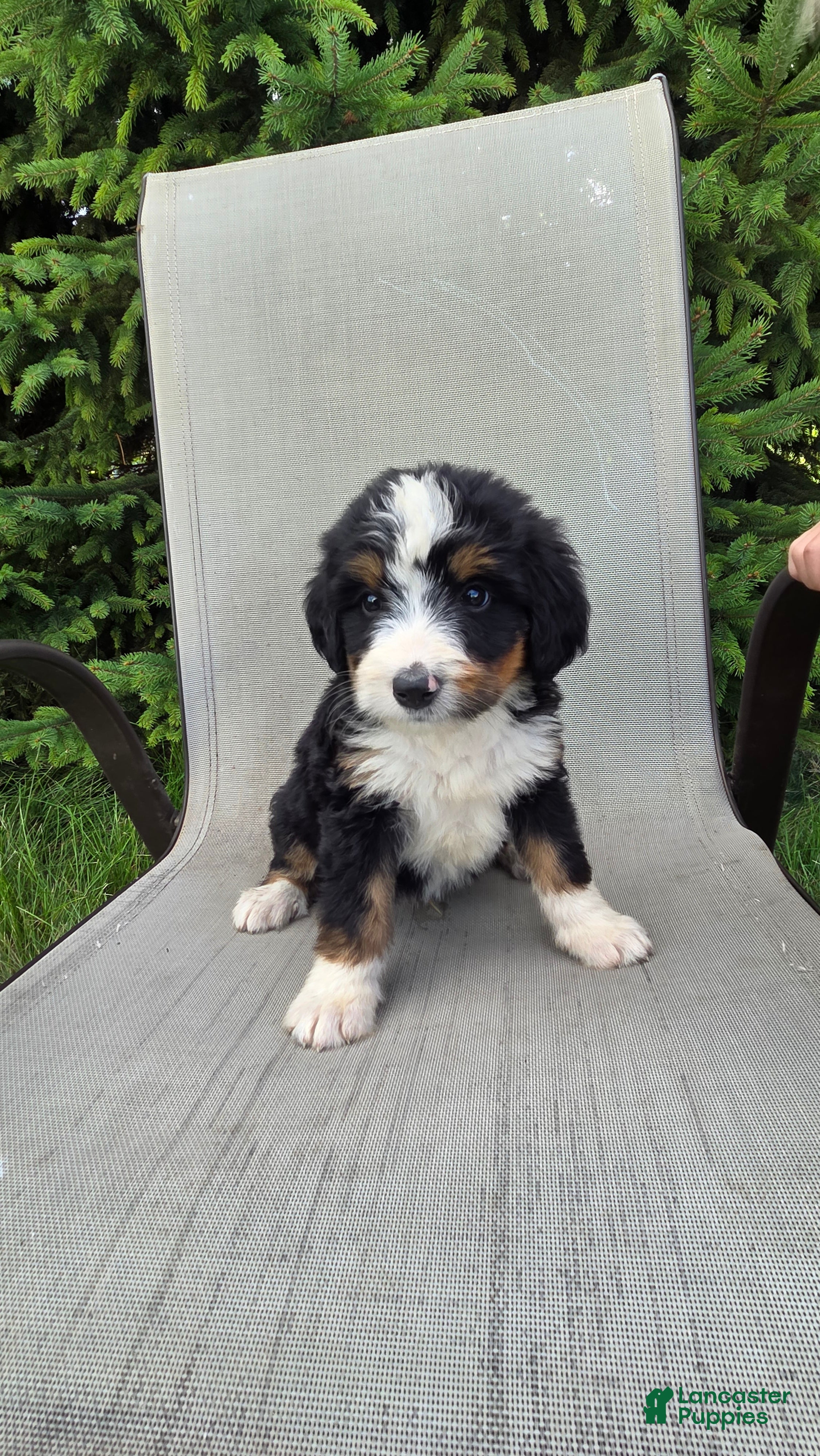 Bernedoodle dogs Bernedoodle Red - Ad 1