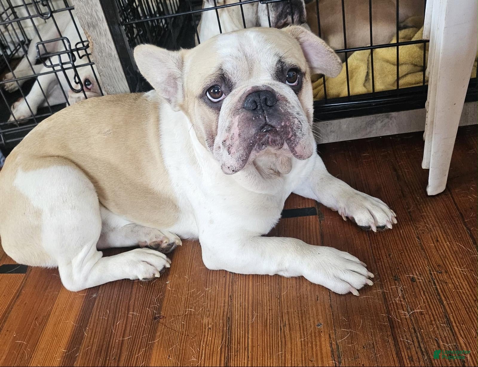 French Bulldog dogs Gordo - Ad 12