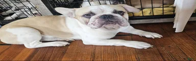 Gordo