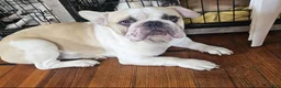 French Bulldog dogs for sale: Gordo - Ad 1