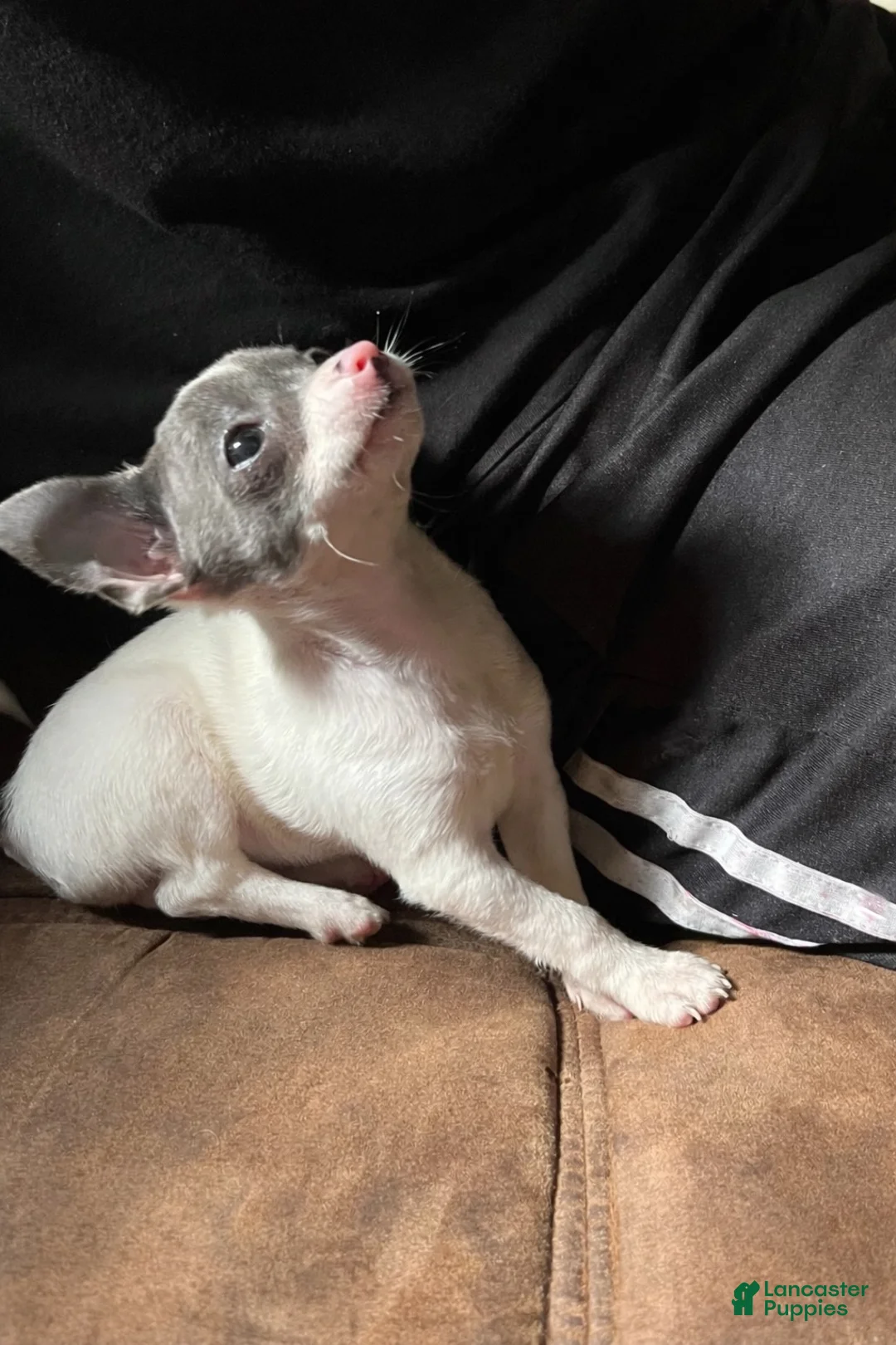 Chihuahua dogs for sale: Tiny Teacup Female Chihuahua Puppy - Ad 8