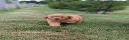 Mini Goldendoodle dogs for sale: Coby - Ad 6