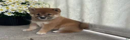 Shiba Inu dogs for sale: Cooper - Ad 2