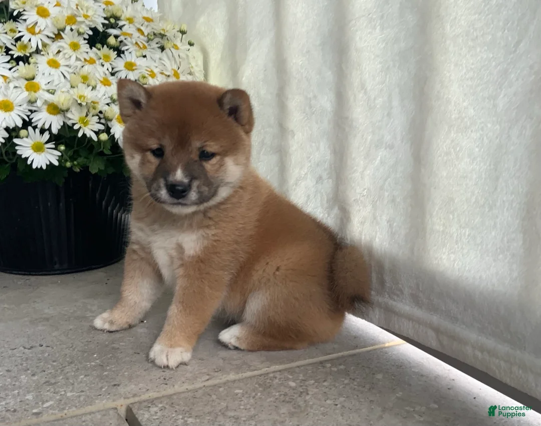 Shiba Inu dogs for sale: Cooper - Ad 2