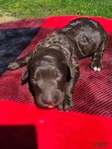 Standard Poodle dogs Dante - Ad 1