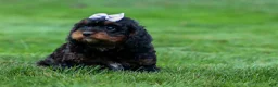 Cavapoo dogs for sale: Wanda 🐶 - Ad 12