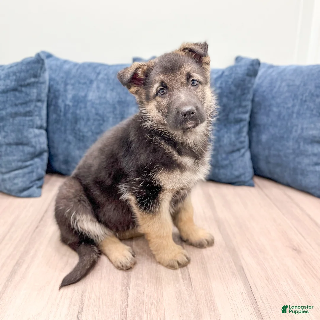 German Shepherd dogs for sale: Kezia - Ad 4