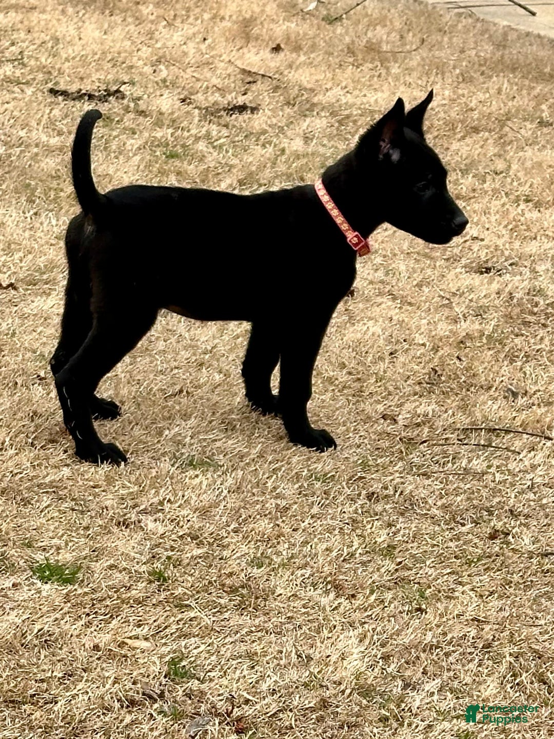 Gallery Image {{count}}