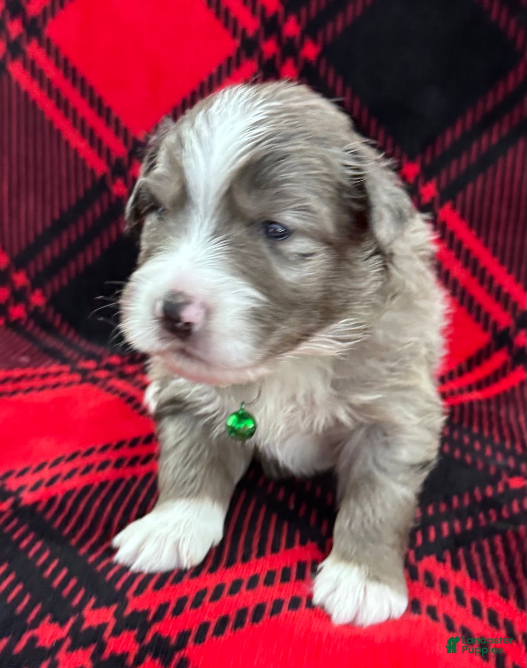 Australian Shepherd dogs for sale: Standard Australian Shepherd Puppy - Lime Green Collar - Ad 1