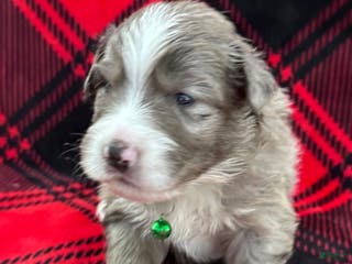 Australian Shepherd dogs Standard Australian Shepherd Puppy - Lime Green Collar - Ad 24