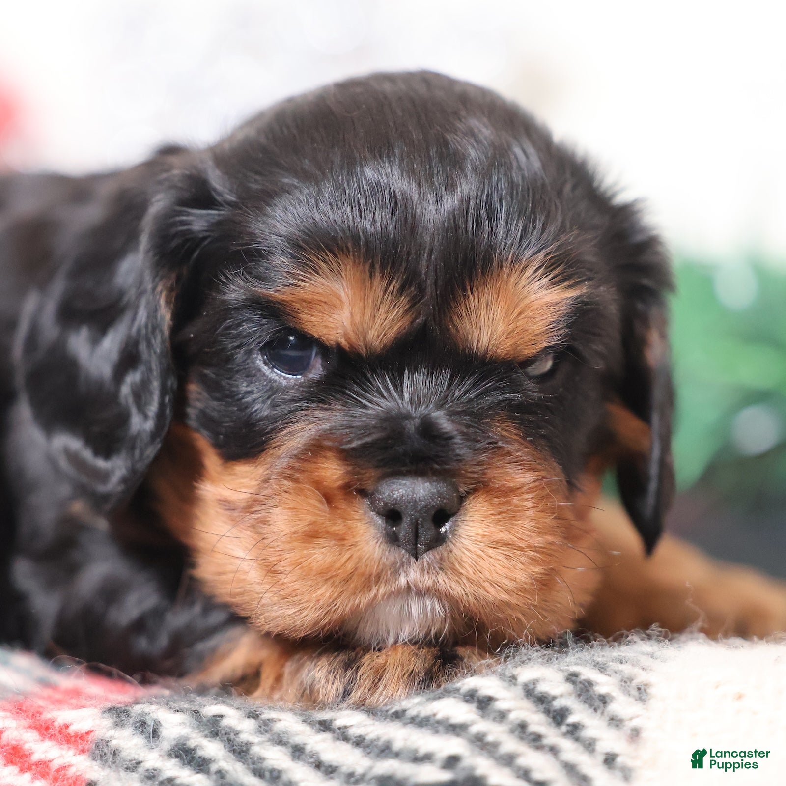 Cavalier King Charles Spaniel dogs Tanner | Genetically Screened  - Ad 1
