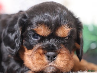 Cavalier King Charles Spaniel dogs Tanner | Genetically Screened - Ad 6